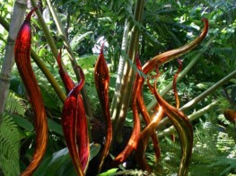 Chihuly Exhibit, Miami FL - Photography by Kevin McMahon KMGrafix.com