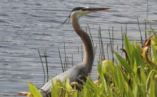 Photo of Great Blue Heron - Photo Credit: Kevin McMahon of KMGrafix.com - Lake Worh, Palm Beach County, FL