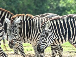 Photography KMGrafix Photography - Lion Country Safari Zebras