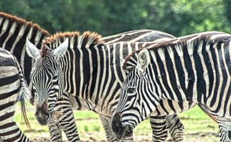 Photography KMGrafix Photography - Lion Country Safari Zebras