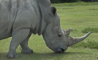 Rhino Grazing - Photography by Kevin McMahon KMGrafix.com