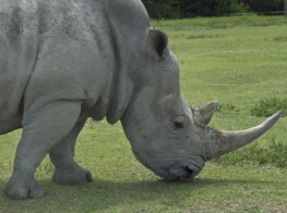 Rhino Grazing - Photography by Kevin McMahon KMGrafix.com