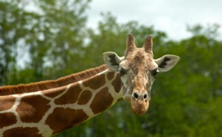 Giraffe - Lion Country Safari - Photography by Kevin McMahon KMGrafix.com
