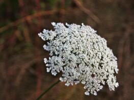 KMGrafix Photography - Washington State