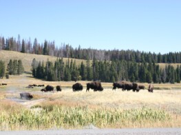 Photo of Buffalo near hot springs Yellowstone - Photography by Kevin McMahon KMGrafix.com