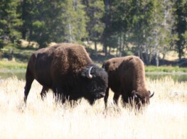 Photo of Buffalo Grazing - Photography by Kevin McMahon KMGrafix.com