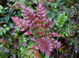 Northwest Plants - Maple Valley, Washington - Photography by Kevin McMahon KMGrafix.com