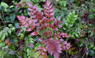 Northwest Plants - Maple Valley, Washington - Photography by Kevin McMahon KMGrafix.com