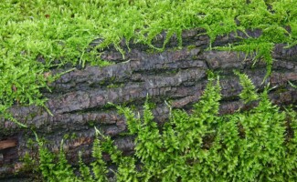 Forest Lychen - Maple Valley, Washington - Photography by Kevin McMahon KMGrafix.com