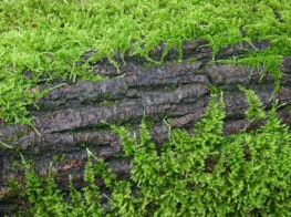 Forest Lychen - Maple Valley, Washington - Photography by Kevin McMahon KMGrafix.com