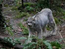 Photography of Lynx - by Kevin McMahon of KMgrafix.com
