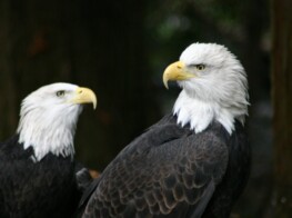 Photography of American Eagles - by Kevin McMahon of KMgrafix.com