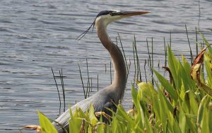 Photo of Great Blue Heron - Photo Credit: Kevin McMahon of KMGrafix.com - Lake Worh, Palm Beach County, FL