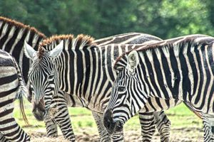 KMGrafix Photography - Lion Country Safari Zebras