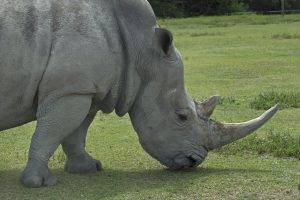 Rhino Grazing - Photography by Kevin McMahon KMGrafix.com