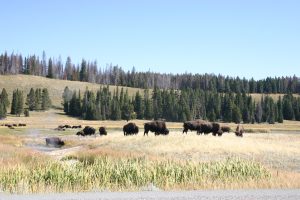 Photo of Buffalo near hot springs Yellowstone - Photography by Kevin McMahon KMGrafix.com