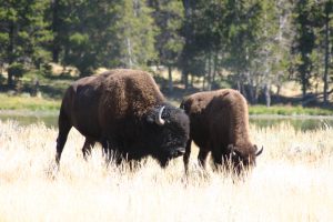 Photo of Buffalo Grazing - Photography by Kevin McMahon KMGrafix.com