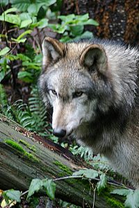 Photography of Wolf at Northwest Trek Washington State by Kevin McMahon - KMGrafix