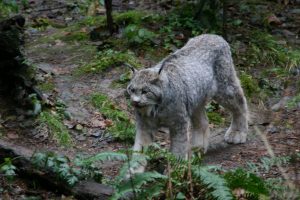 Photography of Lynx - by Kevin McMahon of KMgrafix.com