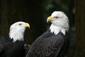 Photography of American Eagles - by Kevin McMahon of KMgrafix.com