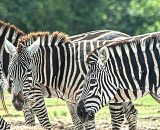 KMGrafix Photography - Lion Country Safari Zebras