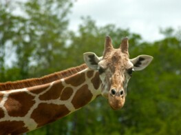 Giraffe - Lion Country Safari - Photography by Kevin McMahon KMGrafix.com