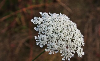 KMGrafix Photography - Washington State